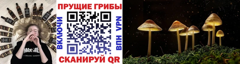 купить   Белорецк  Псилоцибиновые грибы ЛСД 